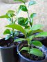 Млади мандарини сорт Клементина, снимка 1 - Стайни растения - 39524661