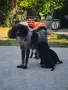 Малки кученца Бретон шпаньол , снимка 4