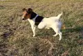 Джак ръсел  териер, снимка 5