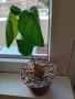 Сукуленти само за ценители, снимка 6