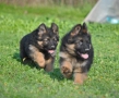 Мъжки немски овчарки с ДЪЛЪГ косъм , снимка 2