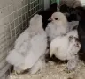Продавам пилета Мини Кохин, снимка 2