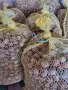 Продавам лешници , снимка 3