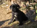КУЧЕТА КАНЕ КОРСО, снимка 1