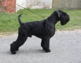 Черен шнауцер от клубен развъдник "Родопа планина", снимка 7