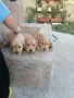 чистокръвни Кокер Шпаньоли, снимка 2