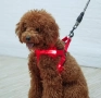 Нагръдник за куче с LED светлини, снимка 4