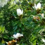 Magnolia Grandiflora (Магнолия Грандифлора), снимка 1 - Градински цветя и растения - 41266709