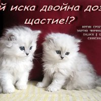 Котки Чинчила * Chinchilla Cats, безплатно посещение!, снимка 5 - Чинчили - 36915177