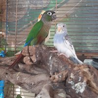 Ръчно хранени папагали , снимка 3 - Папагали - 42201345