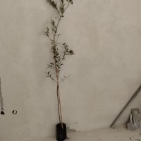 Студоустойчиви маслини Мегарон, снимка 10 - Градински цветя и растения - 42298151