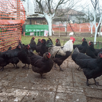 Кокошки и яйца за люпене от маран черно сребро, снимка 12 - други­ - 23773899