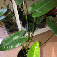 Philodendron Burle Marx reverted , снимка 2 - Стайни растения - 44750876