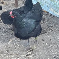 Разплодни яйца от Черен Австралорп!, снимка 1 - Кокошки и пуйки - 42435422