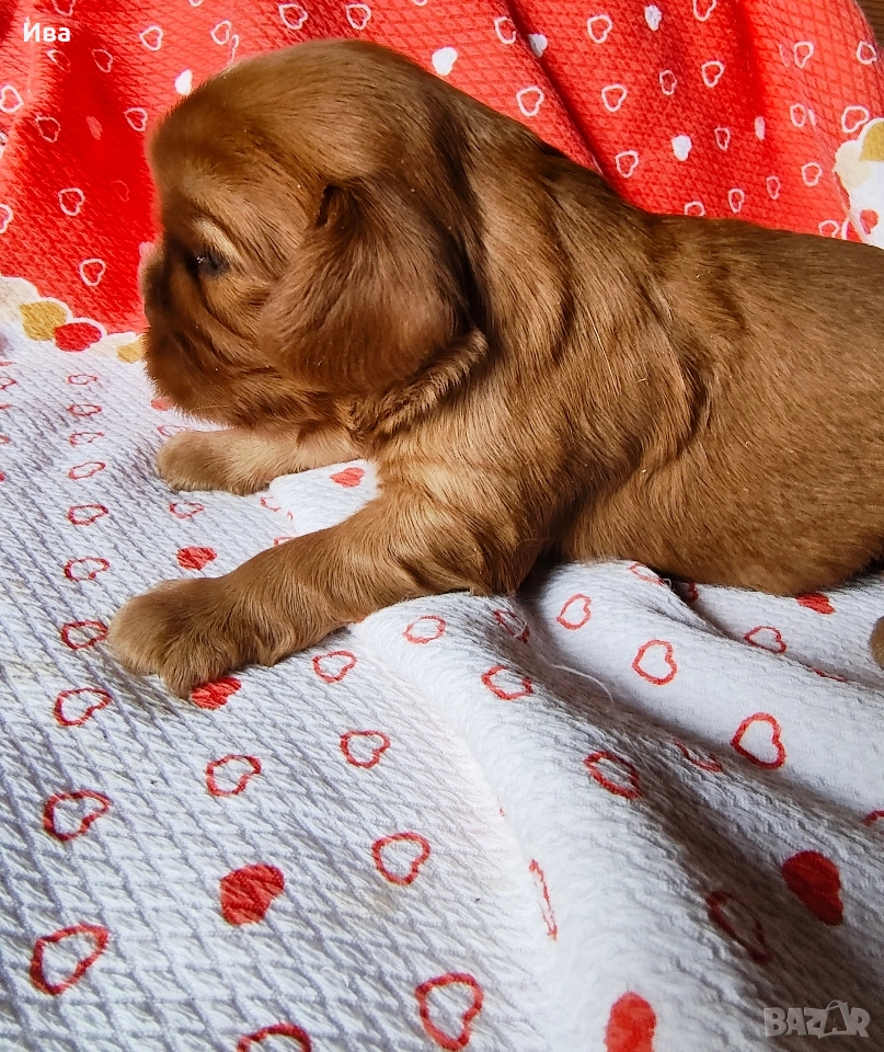 кавалер кинг чарлз шпаньол, снимка 1