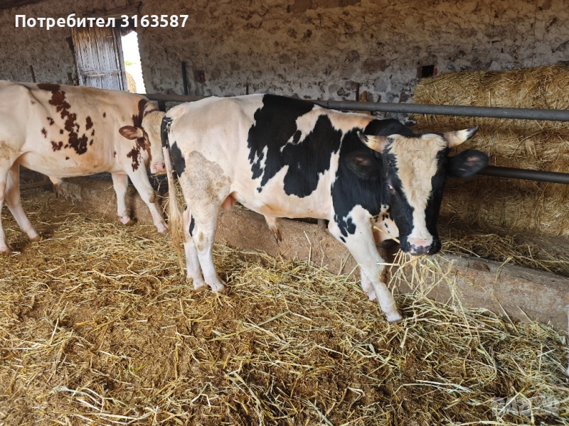 Телета 250кг-450лг, снимка 1