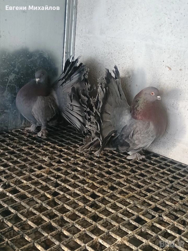 Фенерлии , снимка 1