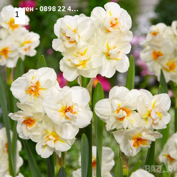 Луковици на Нарцис, снимка 1