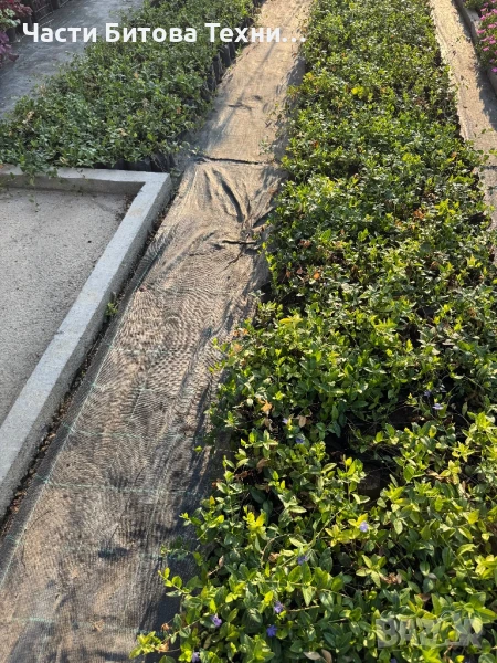 Винка минор, снимка 1