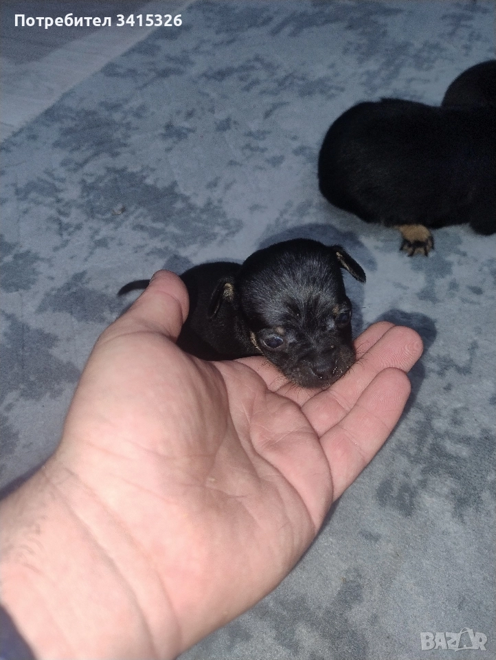 Продавам пинчери – стандартен цвят, снимка 1