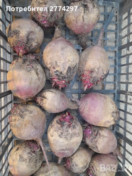 Червено салатно Цвекло, снимка 1