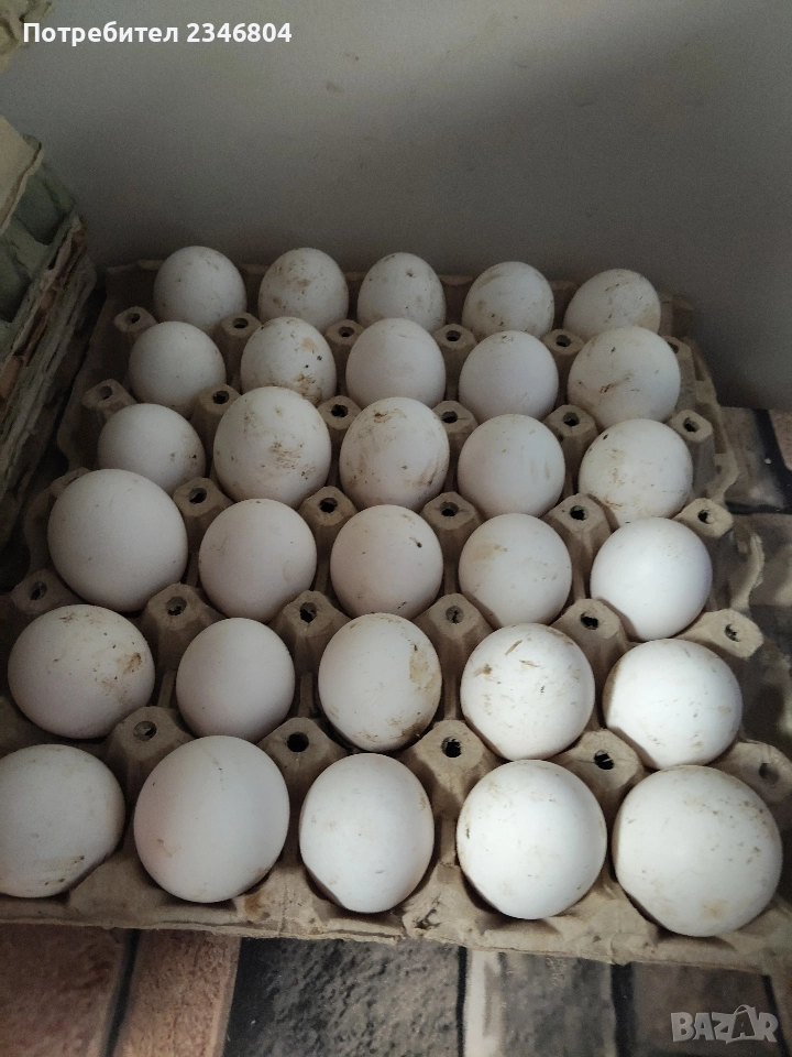 оплодени яйца от бял легхорн , снимка 1