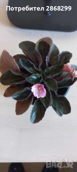 Сенполия, снимка 1