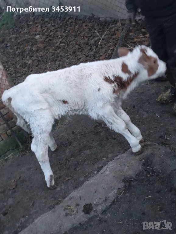 Месодайни мъжки и женски, снимка 1