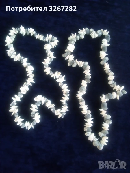 Гердани,Кубински,Редки Морски Раковини, снимка 1