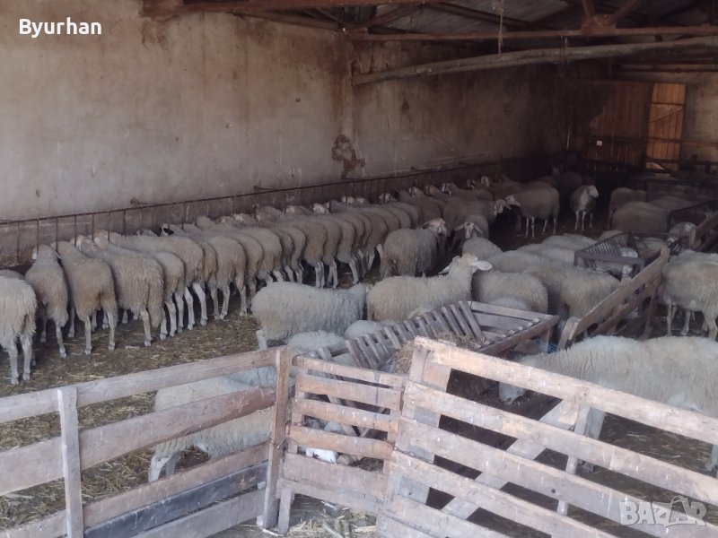 Продавам женски шилета за дамъзлък , снимка 1