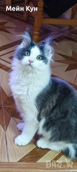 Търсим мъжки Мейн Кун с родословие, снимка 1