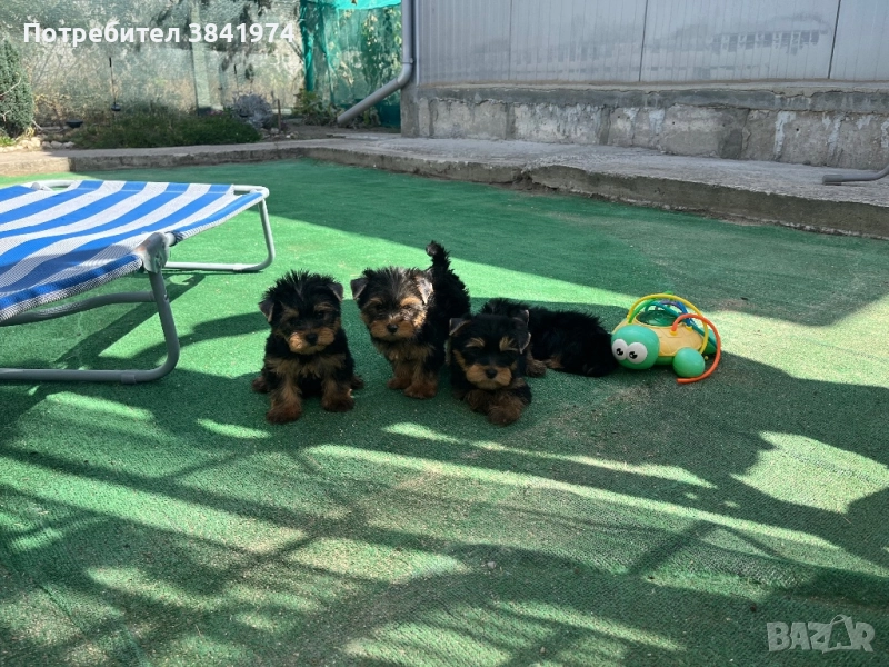 Йоркширски териер , снимка 1