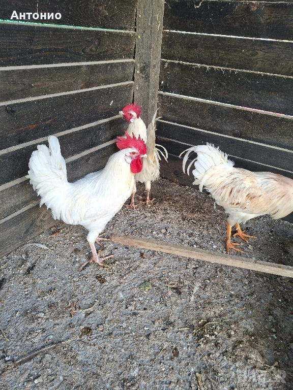 продавам петли , снимка 1