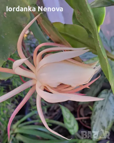 Епифилиум, снимка 2 - Стайни растения - 36727207