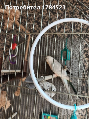 Женски пойни папагали 2025г, снимка 4 - Папагали - 53632541