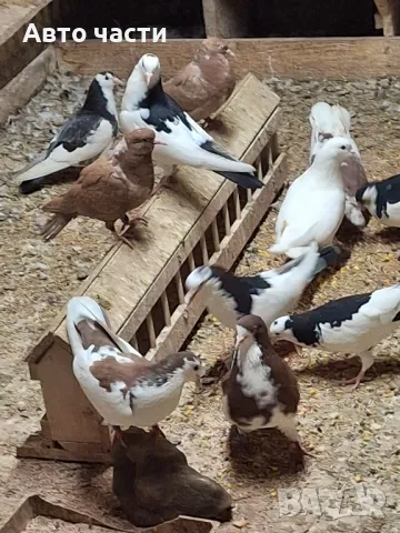 пазарджишки високолетачи със добри постижения , снимка 17 - Гълъби - 49029535