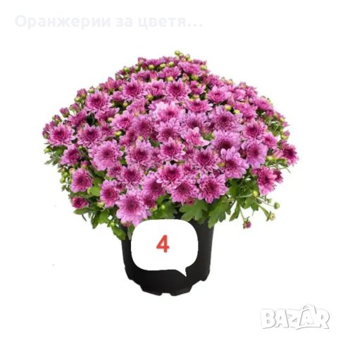 Кълбовидна хризантема разсад, снимка 2 - Градински цветя и растения - 40313222