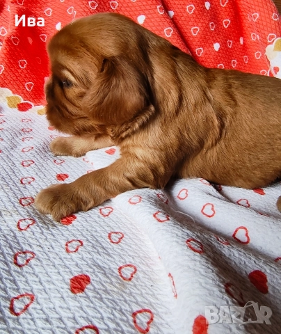 кавалер кинг чарлз шпаньол