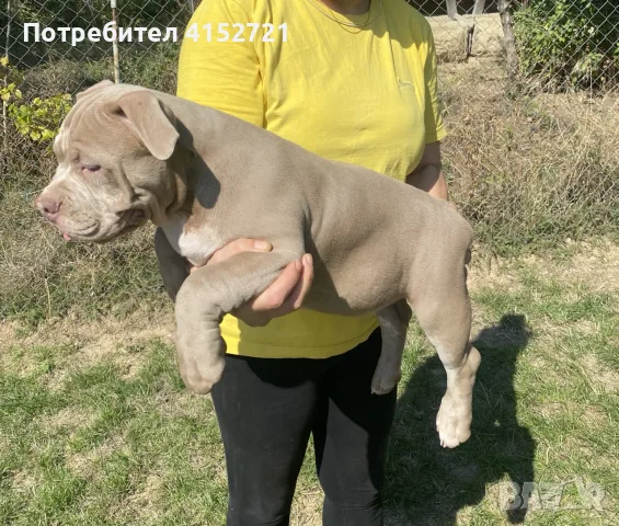Американско Були Покет , снимка 2 - Други - 55951412