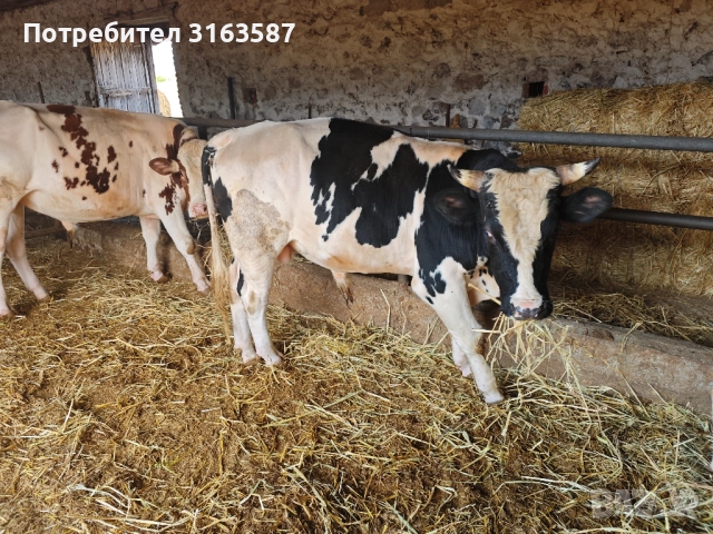 Телета 250кг-450лг, снимка 1