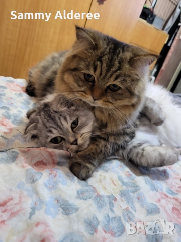 Британски късокосмести Британски късокосмести, снимка 6 - Британска късокосместа - 52921717