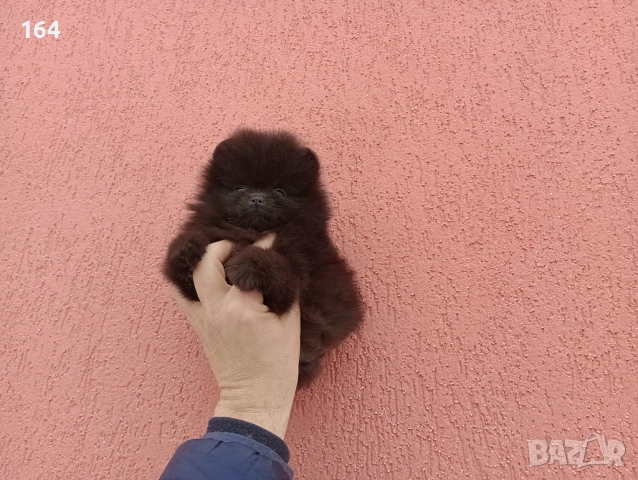Померан. Шоколадово мъжко Померанче. Реални снимки от 02.02.26 г., снимка 4 - Померан - 53315564