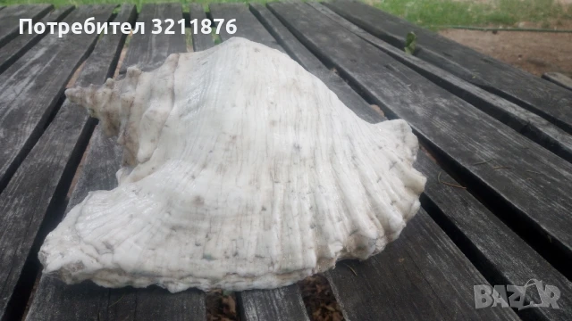 Декоративна раковина , снимка 4 - Други - 51406783