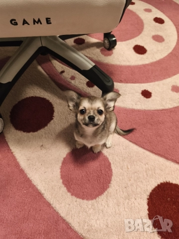 Чихуахуа момиченце, снимка 5 - Чихуахуа - 52725019