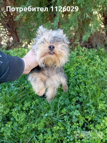 Продават се мъжки и женски йоркита , снимка 8 - Йоркширски териер - 52965005