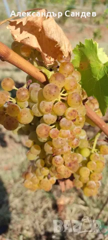 Продавам винено грозде