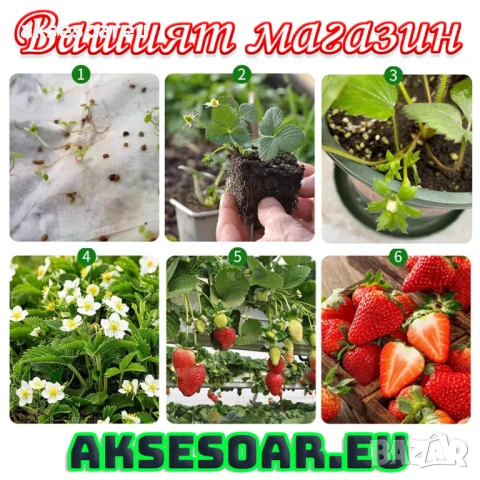 100 бр. семена от гигантска ягода градинско плодово растение сладки и вкусни червени отлични ягоди , снимка 17 - Сортови семена и луковици - 50619358