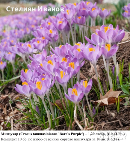 СОРТОВИ МИНЗУХАРИ – ЛУКОВИЦИ, снимка 2 - Сортови семена и луковици - 52372805