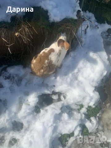 Зайци 6 месеца., снимка 8 - Други - 53534770