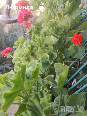 Мушкато,големи,отгледани ОСТАНАЛИ 9бр.ДОГОВАРЯНЕ., снимка 14 - Стайни растения - 51304792